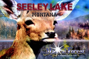 Seeley Lake Magical Forest - This is not a specific location, just the forest that surrounds us in all directions in Seeley Lake Montana.