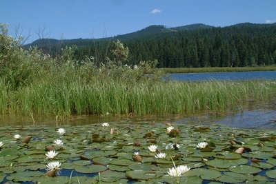 Lilly pads on north end of Seeley Lake, Montana