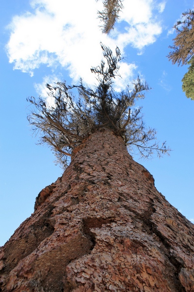 Standing next to 'Gus' looking up. Located in Girard Grove, Seeley Lake Montana