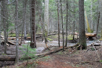 Small streamlet of Morrell Creek coming off the base of  Morrell Falls