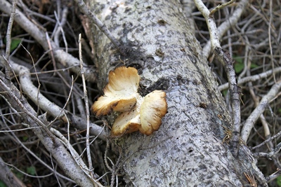 Odd mushroom growing on a fallen tree near Morrell Falls