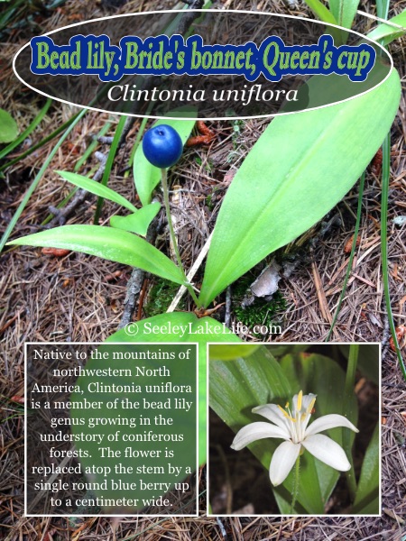 Bead Lily (Clintonia uniflora) seen on the the horse trail above the lower corrals on FR4381 (Pyramid Pass trailhead Rd.), Seeley Lake on 8/23/19