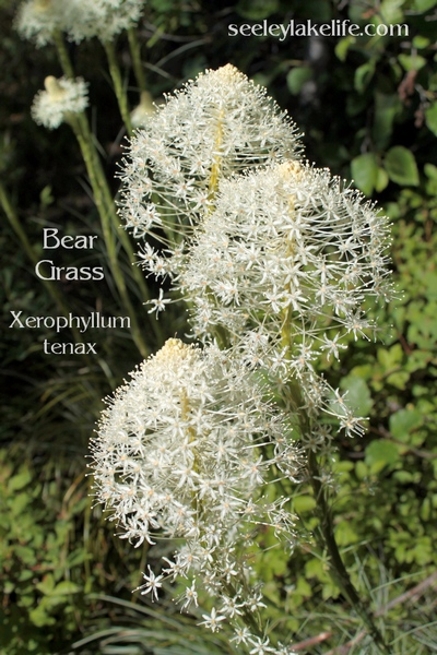 Bear Grass (Xerophyllum tenax) seen on Rice Ridge north of FR 4343 on Trail 429 on 6/24/17.