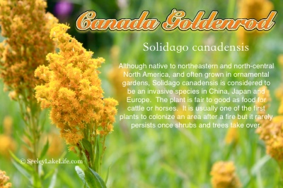 Canada Goldenrod (Solidago canadensis) seen on FR4381 (Pyramid Pass Trailhead Rd.) on 8/14/19.