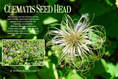 Clematis Seed Head (Clematis occidentalis) seen on the western side central valley of Pyramid Peak, Pyramid Pass Trail (Seeley Lake, MT) 7/21/19