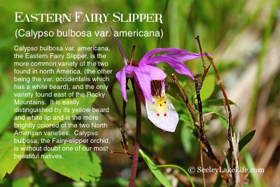 Eastern Fairy Slipper (Calypso bulbosa var. americana) seen on the Double Arrow Ranch, Seeley Lake on 5/21/20.