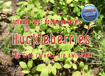 Huckleberries seen on FR4381 off-road on 8/23/19.