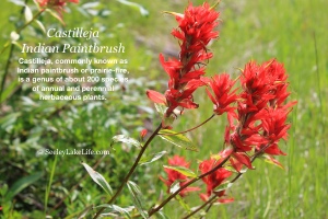 Indian paintbrush (Castilleja) seen on FR2166 by the intersection of FR 4362 on 7/16/19.