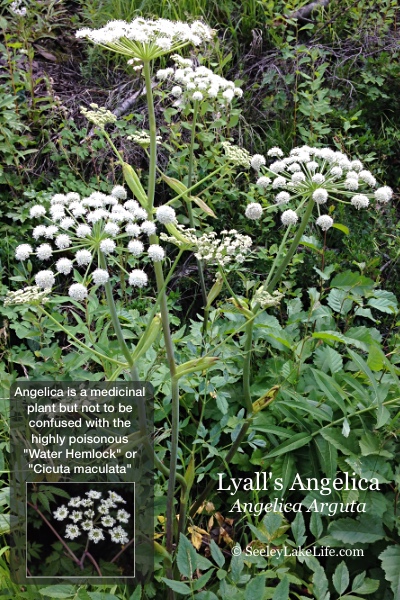 Lyall's Angelica seen on the FR4353 road north of the intersection of FR4381, north of Seeley Lake Montana on 7/16/19.