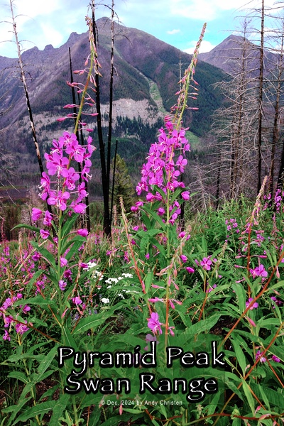 Fireweed growing overlooking Pyramid Peak in the Swan Range near Seeley Lake, Montana