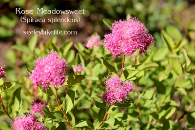 Rose Meadowsweet  (Spiraea splendens) seen on Rice Ridge north of FR 4343 on Trail 429 on 6/24/17.