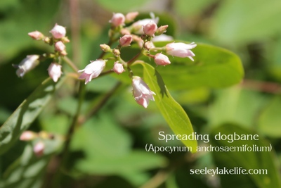 Spreading dogbane (Apocynum androsaemilfolium) seen on the Double Arrow Ranch, Seeley Lake on 6/25/17.