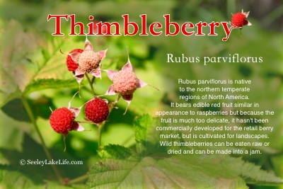 Thimbleberry (Rubus parviflorus) seen on FR4381 (Pyramid Pass Trailhead Rd.) on 8/14/19.